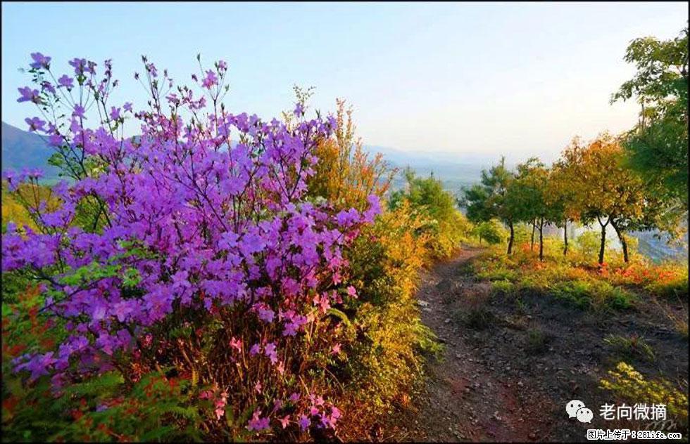 【春天,广西桂林灌阳县向您发出邀请!】登麒麟山,相约映山红 - 游山玩水 - 南平生活社区 - 南平28生活网 np.28life.com