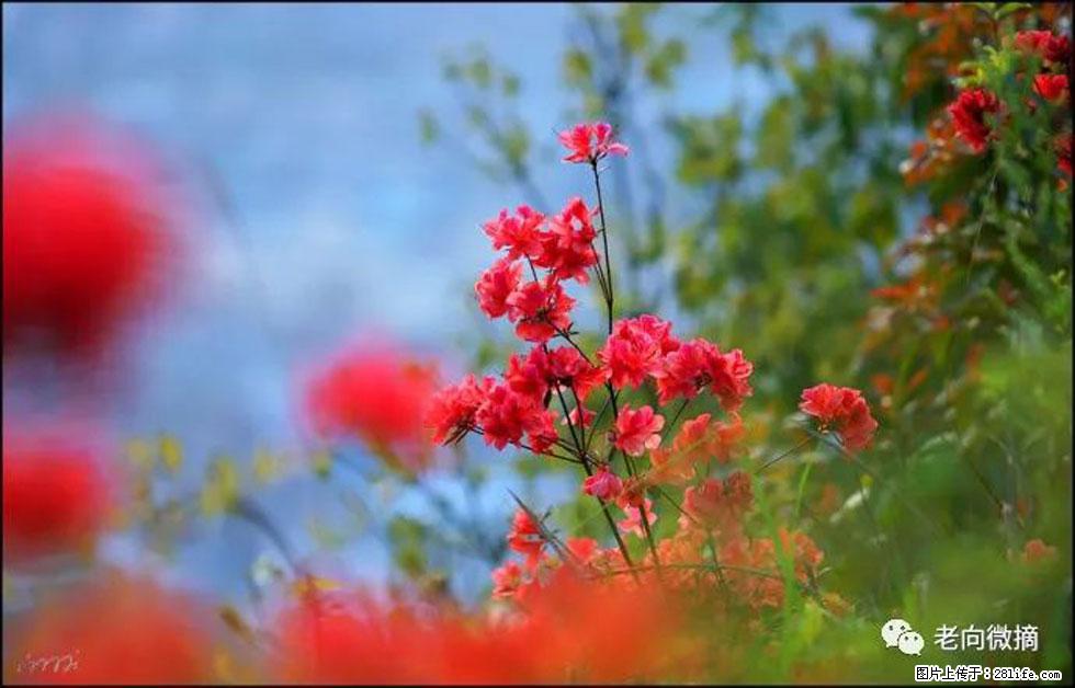 【春天,广西桂林灌阳县向您发出邀请!】登麒麟山,相约映山红 - 游山玩水 - 南平生活社区 - 南平28生活网 np.28life.com