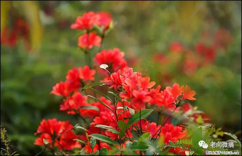 【春天,广西桂林灌阳县向您发出邀请!】登麒麟山,相约映山红 - 游山玩水 - 南平生活社区 - 南平28生活网 np.28life.com