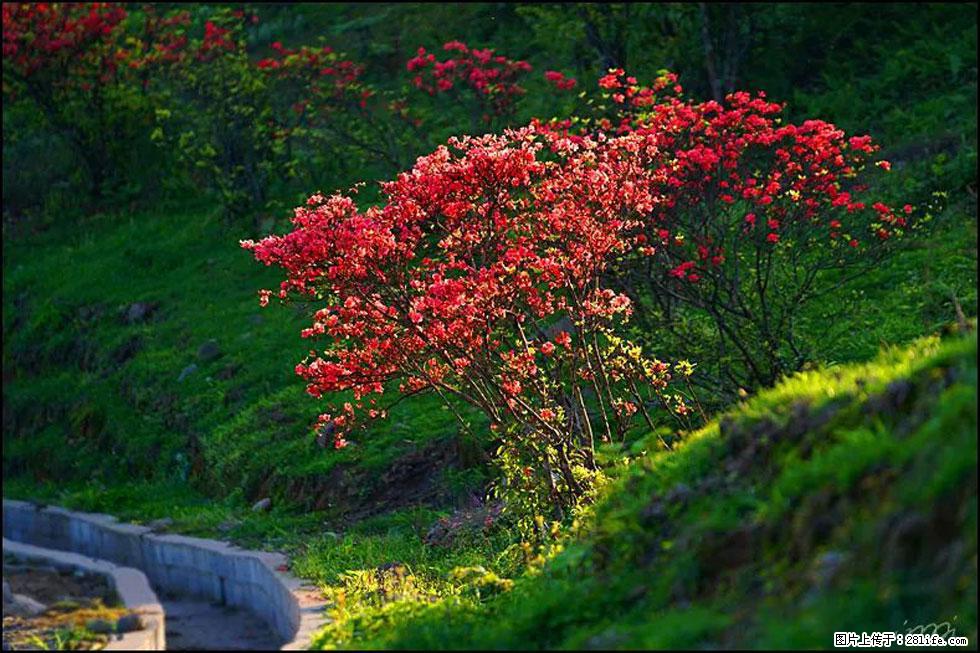 【春天,广西桂林灌阳县向您发出邀请!】春木界上映山红 - 游山玩水 - 南平生活社区 - 南平28生活网 np.28life.com