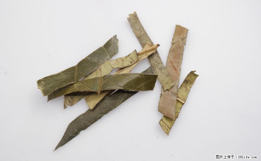 苦丁茶有哪些功效和作用 - 生活百科 - 南平生活社区 - 南平28生活网 np.28life.com