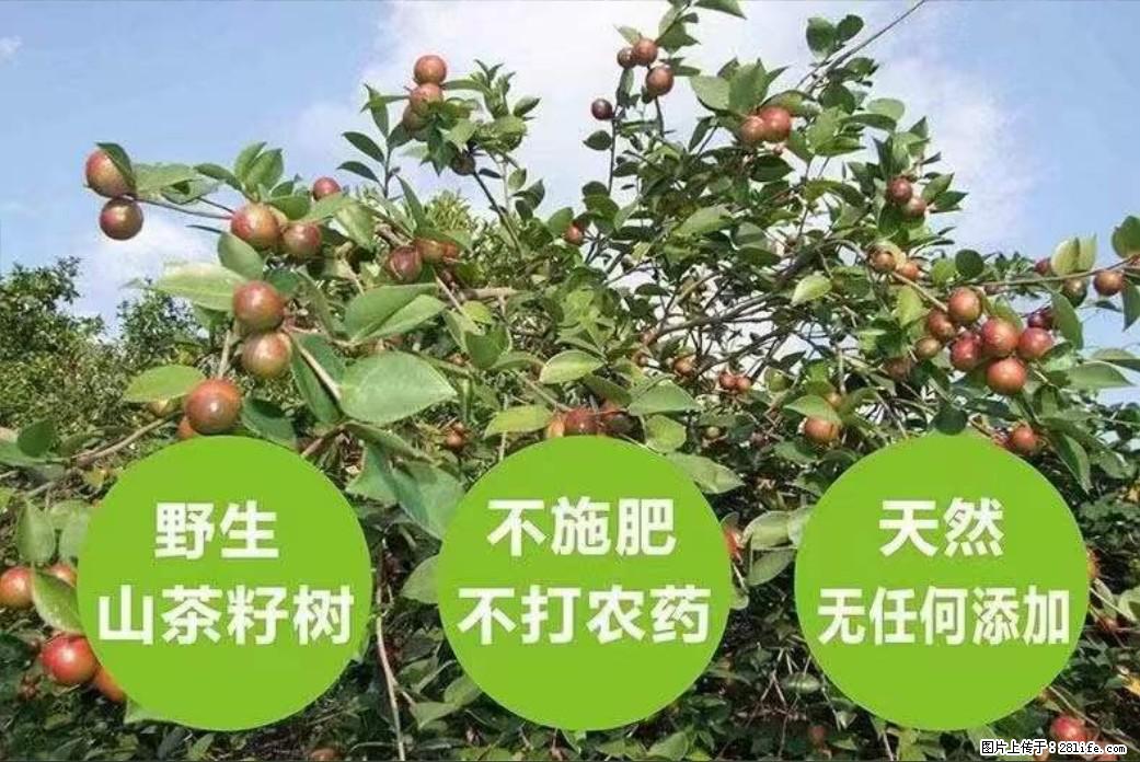 【灌阳县油茶产业示范区】一个有着充实的精神生活的人,对待身外之物自会有一种淡泊的态度 - 土特产 - 饮食特产 - 南平分类信息 - 南平28生活网 np.28life.com