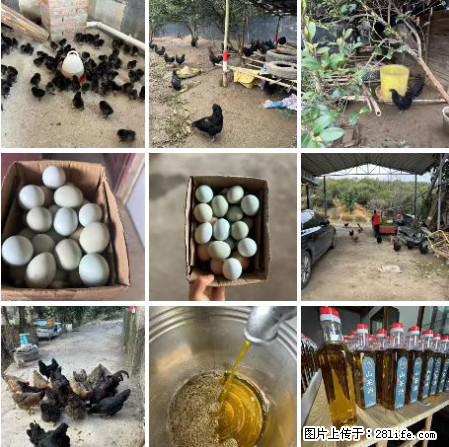 油茶园从小鸡仔开始养起的纯土鸡、土鸡蛋可以预定啦!还有前几天刚榨的纯山茶油哦 - 美食天地 - 南平生活社区 - 南平28生活网 np.28life.com
