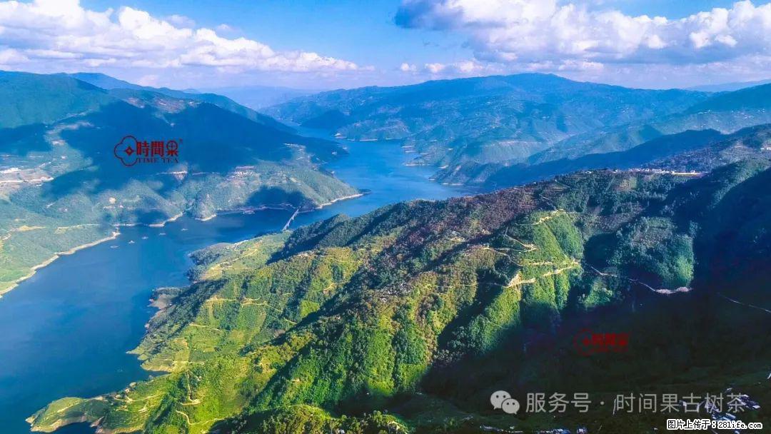 时间果百年古树龙珠普洱生茶 - 购物交流 - 南平生活社区 - 南平28生活网 np.28life.com