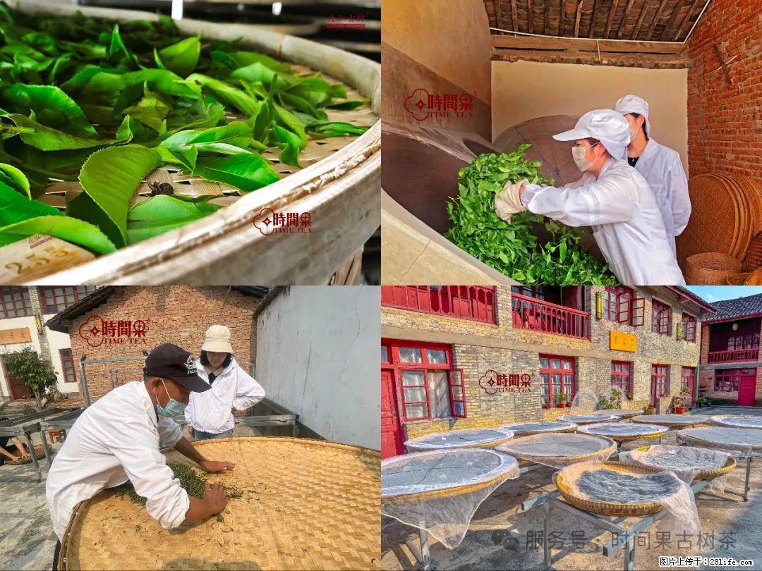 时间果百年古树龙珠普洱生茶 - 购物交流 - 南平生活社区 - 南平28生活网 np.28life.com