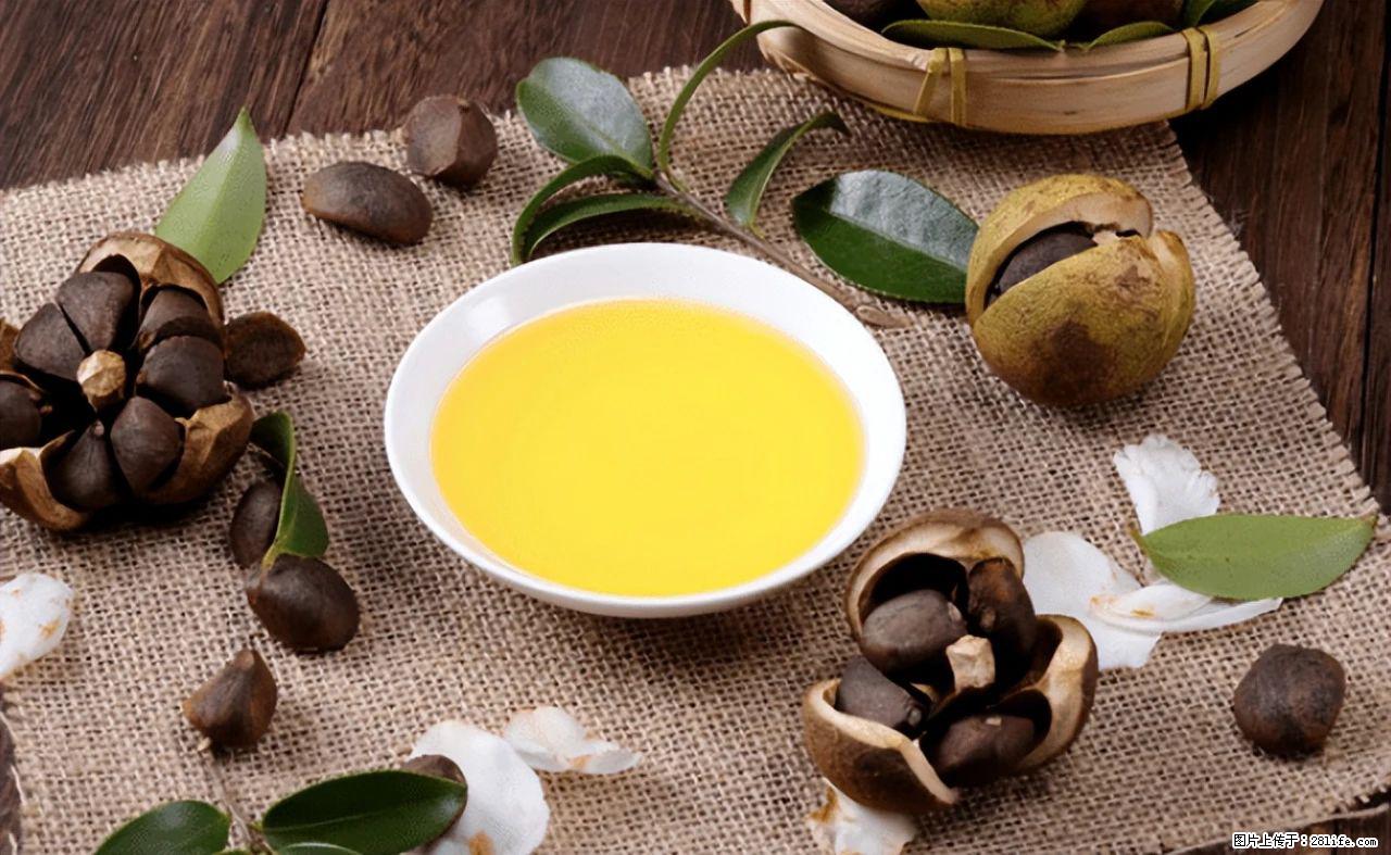 揭秘茶油的5大核心营养成分！被称为人体健康的“守护盾”！ - 南平生活资讯 - 南平28生活网 np.28life.com