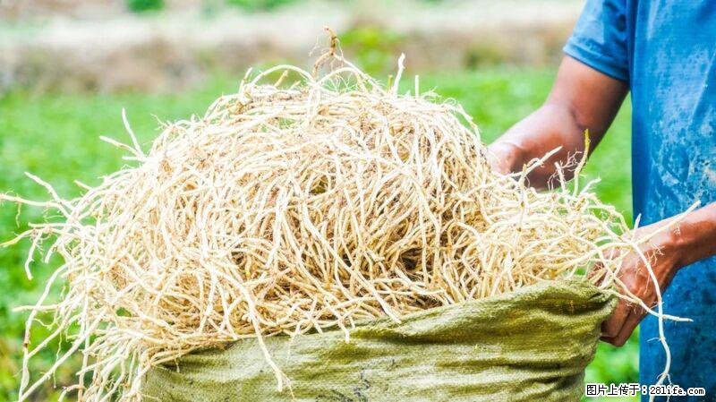 堪称“最难吃”的蔬菜,却是 “抗辐射神器”,还能护肺、清热、止咳化痰! - 南平生活资讯 - 南平28生活网 np.28life.com