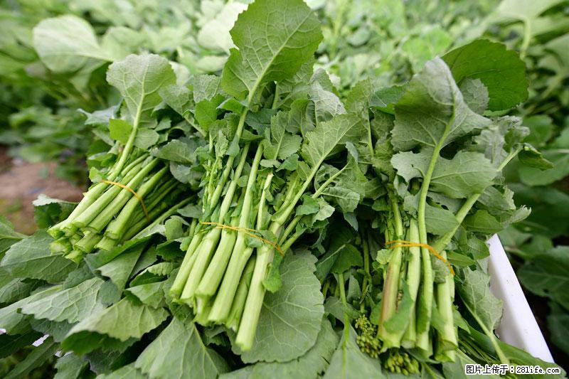 这些蔬菜是“天然钙片”，这6种被医生重点推荐 - 南平生活资讯 - 南平28生活网 np.28life.com